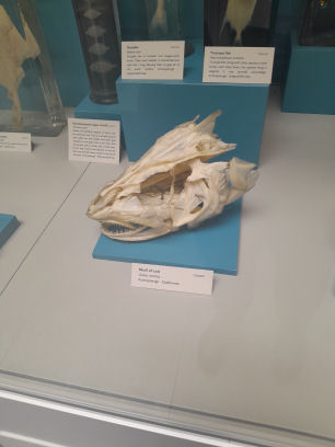 Cole Museum of Zoology